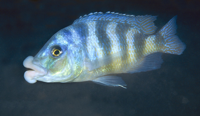 Placidochromis milomo 'Nkhomo Reef'